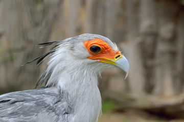 Portrait of a secretary bird - Sagittarius serpentarius