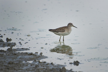 Wood Sandpiper (Tringa glareola) on the lake