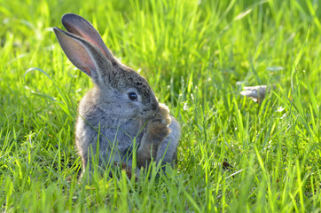 Young rabbit sit in a field