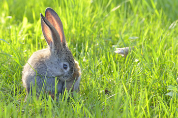 Young rabbit on field