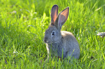 Young rabbit on field