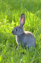 Bunny rabbit on green grass