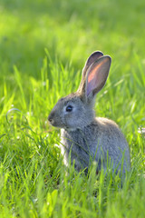 Young rabbit on field