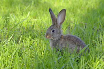 Naklejka na ściany i meble Young rabbit on field