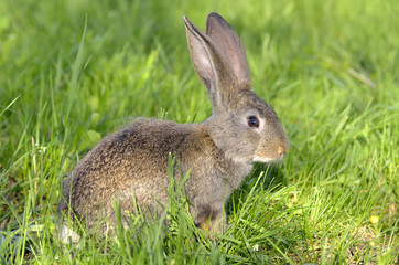 Naklejka na ściany i meble Funny baby rabbit in grass