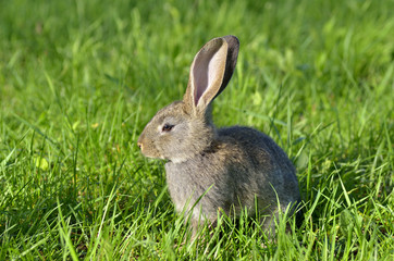 Naklejka na ściany i meble Young rabbit sit in a field