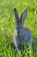 Funny baby rabbit in grass