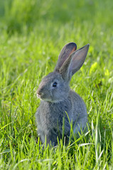 Funny baby rabbit in grass
