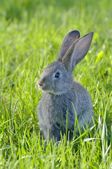 Bunny rabbit on green grass