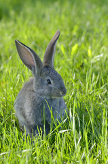 Funny baby rabbit in grass