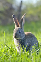 Naklejka na ściany i meble Bunny rabbit on green grass