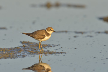 Little ringed plover (Charadrius dubius)