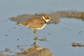 Little ringed plover (Charadrius dubius)