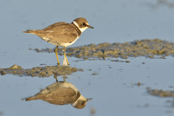 Little ringed plover (Charadrius dubius)