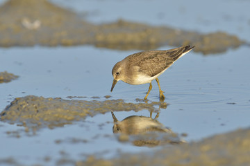 Green sandpiper  ( Tringa ochropus)