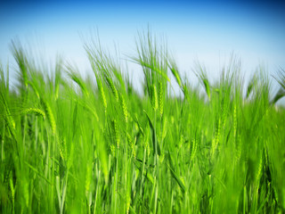 green wheat field and blue cloudy sky