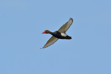 Red crested pochard (Netta Rufina)