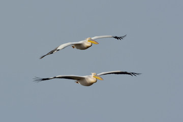 White Pelicans in natural habitat (pelecanus onocrotalus)