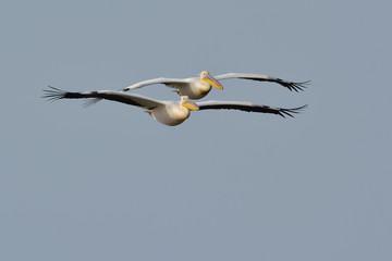 White Pelicans in natural habitat (pelecanus onocrotalus)