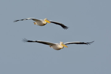 Obraz premium White Pelicans in natural habitat (pelecanus onocrotalus)