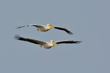White Pelicans in natural habitat (pelecanus onocrotalus)