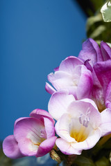 Fototapeta na wymiar Pink Freesia blossoms