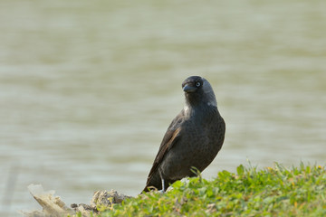 Jackdaw, Corvus monedula, single bird