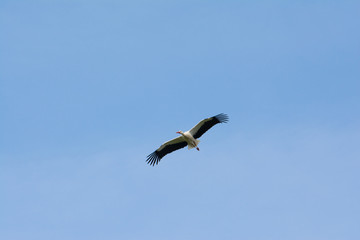 White stork, Salburua park, Vitoria (Spain)