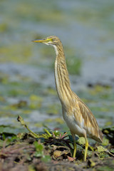 Golden heron (ardeola ralloides)