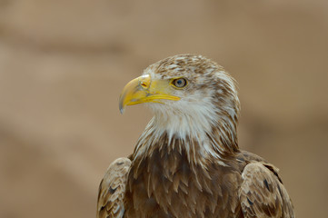 The Bald Eagle (Haliaeetus leucocephalus)