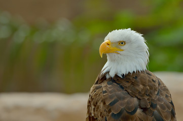 The Bald Eagle (Haliaeetus leucocephalus)