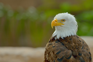 The Bald Eagle (Haliaeetus leucocephalus) portrait