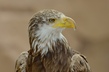The Bald Eagle (Haliaeetus leucocephalus) portrait
