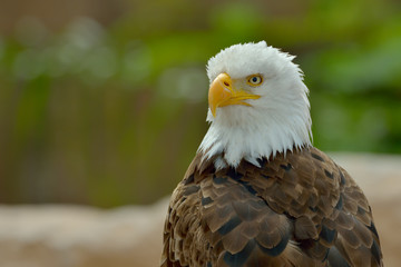 The Bald Eagle (Haliaeetus leucocephalus) portrait