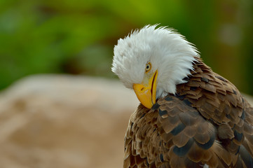 The Bald Eagle (Haliaeetus leucocephalus) portrait