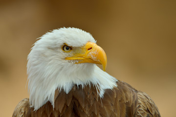 The Bald Eagle (Haliaeetus leucocephalus) portrait