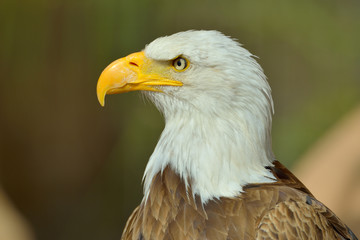 Fototapeta premium The Bald Eagle (Haliaeetus leucocephalus) portrait