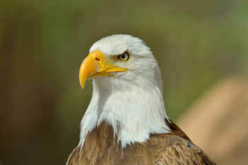 The Bald Eagle (Haliaeetus leucocephalus) portrait