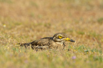Burhinus oedicnemus (Eurasian Thick-knee, Eurasian Stone-curlew)