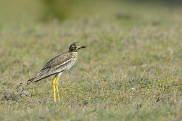 Burhinus oedicnemus (Eurasian Thick-knee, Eurasian Stone-curlew)