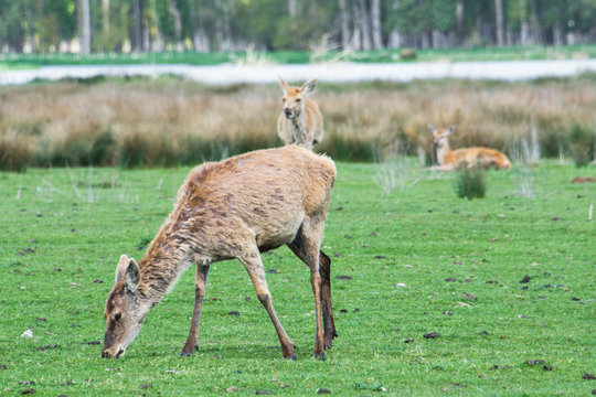 Herd of deer at Salburua park, Vitoria (Spain)