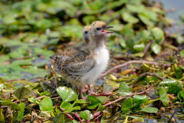 The Whiskered Tern. Birds with chicks