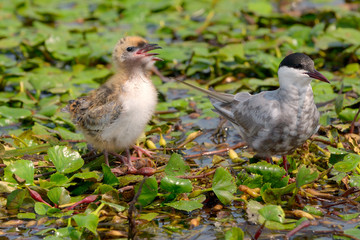 The Whiskered Tern. Birds with chicks