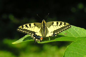 Butterfly - scarce swallowtail