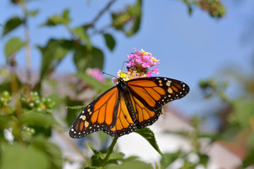 Fototapeta na wymiar Butterfly feeding on the florets of flower Monarch