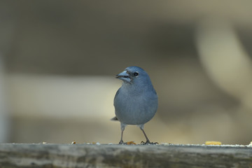 Blue Chaffinch (Fringilla teydea) in natural habitat