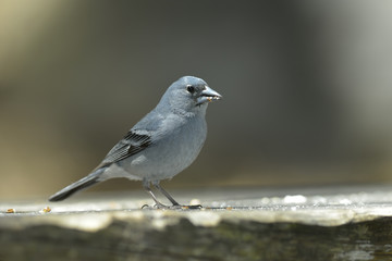 Blue Chaffinch (Fringilla teydea) in natural habitat