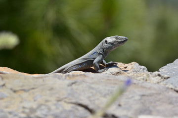 Tenerife lizard (Gallotia galloti) in natural habitat