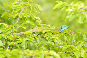 Green lizard outdoor