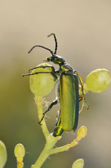 Beetle outdoor (lytta vesicatoria)